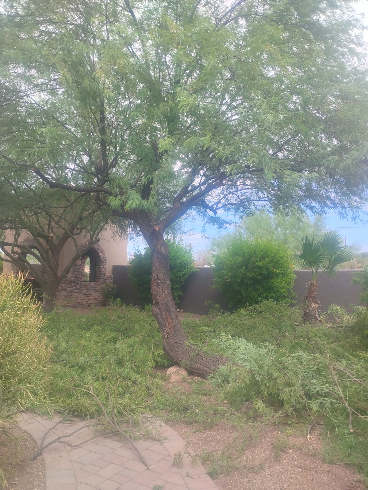 DA Tree Service at work